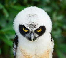 Portrait of Spectacled Owl photo