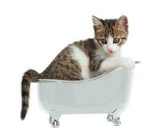 Cat in the bathtub photo