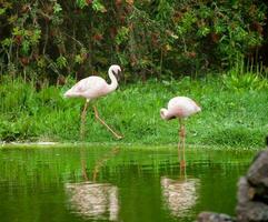 Beautiful pink flamingos photo