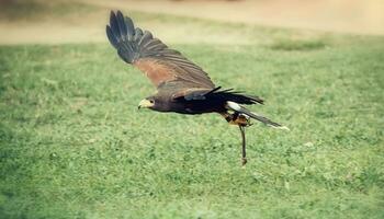 Hawk in flight photo