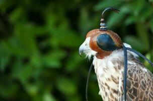 Peregrine falcon with mask photo