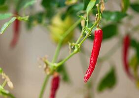 Single chili pepper red hot raw ripe spice vegetable growing plant photo