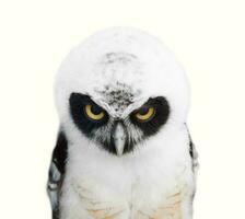 Portrait of Spectacled Owl photo