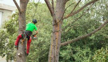 hombre poda pino árbol. foto