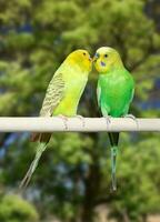 Couple of parrots photo