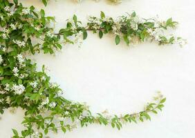 Natural frame of jasmine flowers on white wall photo