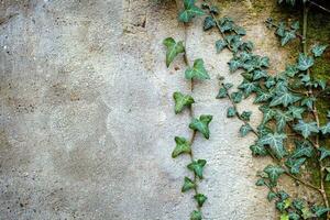 Green Ivy branch against the wall photo