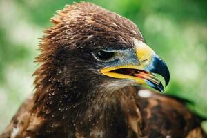 Golden eagle close up photo