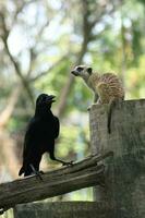 Raven and Meerkat photo