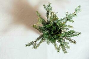 Minimalistic eco christmas. A bouquet of spruce branches in a pot on a white cloth. Top view photo