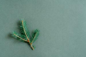 Small fresh branch of live spruce on a green background. Green concept. Copy space photo