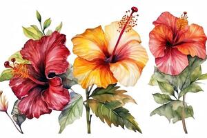 Set of differents flower hibiscus on white background watercolor tropical floral illustration. photo