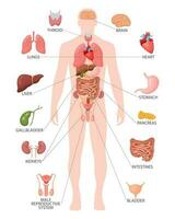 Human anatomy concept. Infographic poster with the internal organs of the male body. Respiratory, digestive, reproductive, cardiac systems. Banner, vector