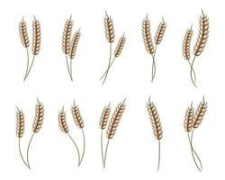 Set of logos from spikelets of wheat, rye, barley, golden design. Decor elements, icons, vector