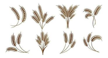 Set of logos from spikelets of wheat, rye, barley, golden design. Decor elements, icons, vector