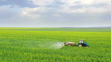 Tractor sprays fertilizer on agricultural plants on the rapeseed field, top view from height video