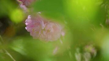 rama de rosado floreciente sakura se balancea en el viento en contra el cielo. cierne Cereza árbol en lleno floración video