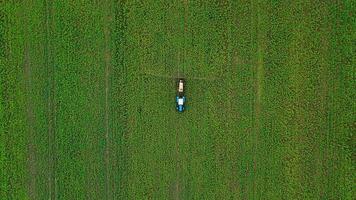 Tractor sprays fertilizer on agricultural plants on the rapeseed field, top view from height video