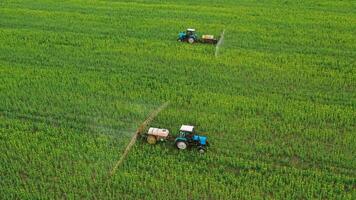 Tractor sprays fertilizer on agricultural plants on the rapeseed field, top view from height video