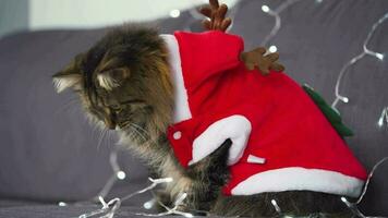 Close up portrait of a tabby fluffy cat with green eyes dressed as Santa Claus sits on a background of Christmas garland. Christmas symbol video