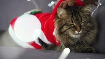 Close up portrait of a tabby fluffy cat with green eyes dressed as Santa Claus sits on a background of Christmas garland. Christmas symbol video