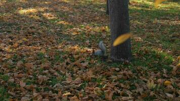 squirrel descends from a tree in autumn park video