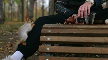 a squirrel sits on a man's leg and eats a nut video
