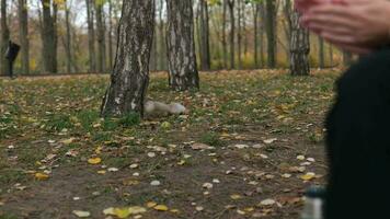 The squirrel takes a nut from the man's hands video