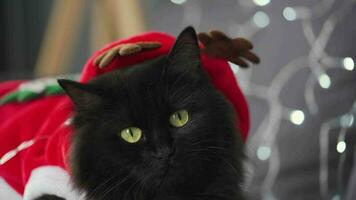 Close up portrait of a black fluffy cat with green eyes dressed as Santa Claus lies on a background of Christmas garland video