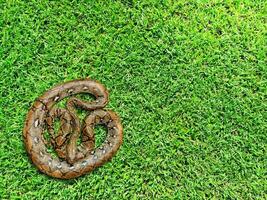 Burmese python on grass background. Top view. photo