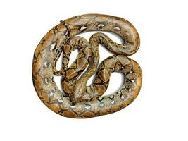 Burmese python  isolated on white background photo
