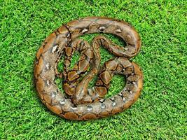 Burmese python on grass background. Top view. photo