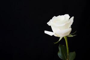 Beautiful white rose on black background with copy space. photo