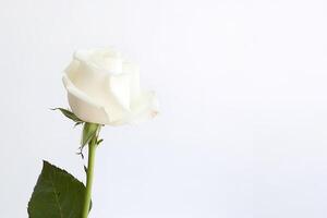 Beautiful white rose on white background with copy space. photo