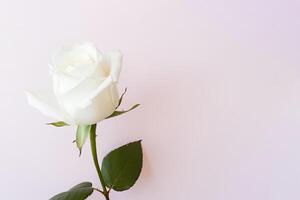 Beautiful white rose on pink background with copy space. photo