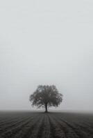 a lone tree stands alone in a foggy field with copy space for text. photo