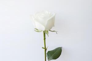 hermosa blanco Rosa en blanco antecedentes. ai generado foto