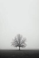 a lone tree stands alone in a foggy field with copy space for text. photo