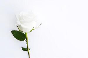 Beautiful white rose on white background with copy space. photo