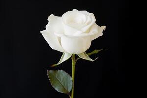 hermosa blanco Rosa en negro antecedentes. ai generado foto