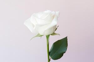 Beautiful white rose on pink background. photo