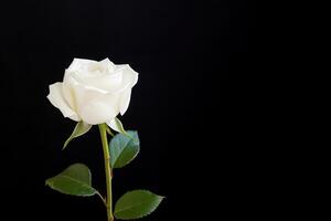 Beautiful white rose on black background with copy space. photo
