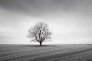 a lone tree stands alone in a foggy field. photo