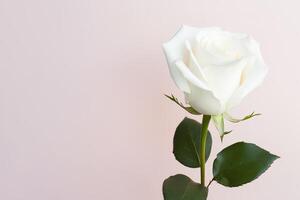 Beautiful white rose on pink background with copy space. photo