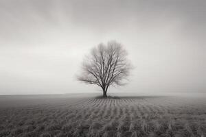 a lone tree stands alone in a foggy field. photo