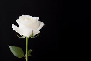 Beautiful white rose on black background with copy space. photo