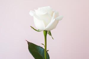 Beautiful white rose on pink background. photo