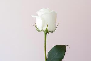 Beautiful white rose on pink background. photo