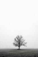 a lone tree stands alone in a foggy field with copy space for text. photo