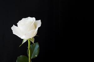 Beautiful white rose on black background with copy space. photo